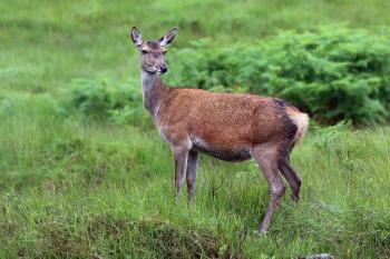 File:Red deer (Cervus elaphus) hind.jpg - Wikimedia Commons