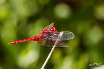 Wildlife Den – South African Wildlife Photography » Red-Veined ...