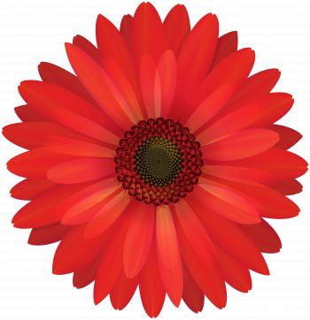 Gerbera Red Flower PNG Clip Art | Gallery Yopriceville - High ...