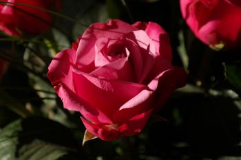 Red Flower during Daytime · Free Stock Photo