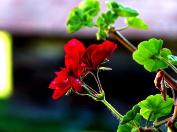 Free Stock Photo 7702 Red flower | freeimageslive