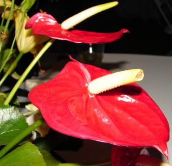 Red Flower PNG Clip Art - Best WEB Clipart