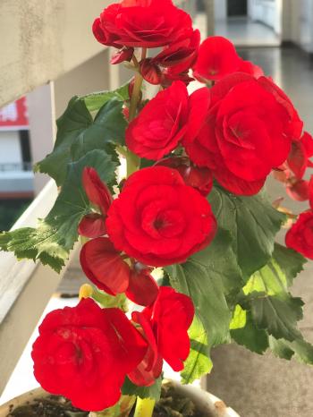 ColorChallenge - Mondayred- the red flower — Steemit