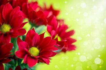 Beautiful Red Flowers Background | Gallery Yopriceville - High ...