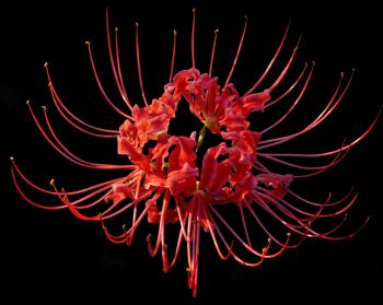 Lycoris radiata - Wikipedia
