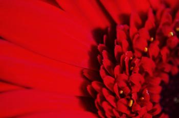 Red Flower - Macro Free Stock Photo - Public Domain Pictures