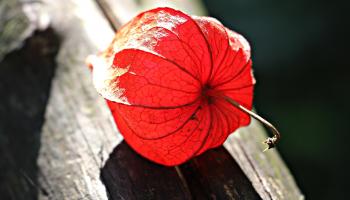 Red Flower on Gray Wooden Plank