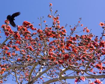 red flowering tree | Art Stuff by K
