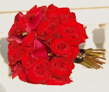 red flowers | stemblog