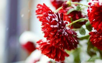 Snow Over Red Flowers ❤ 4K HD Desktop Wallpaper for 4K Ultra HD TV ...