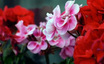 Pink Red Flowers Wallpapers | HD Wallpapers | ID #10424