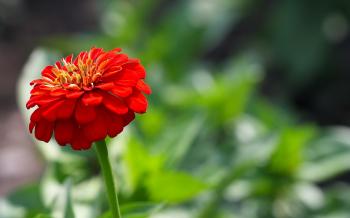 Summer Red Flowers wallpapers