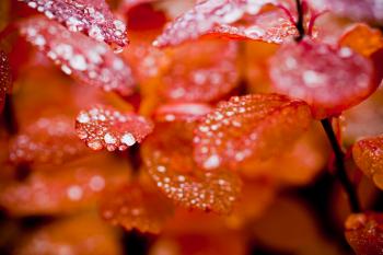 Red Foliage in Autumn with Droplets