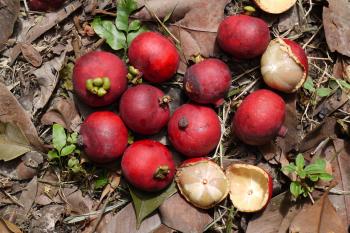 File:Garcinia hombroniana.JPG - Wikimedia Commons