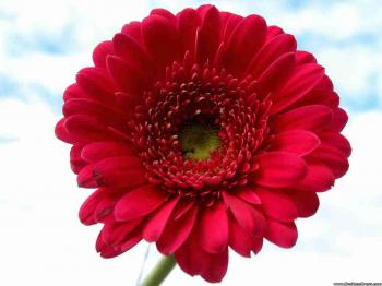 Desktop Wallpapers » Flowers Backgrounds » Red Gerbera Daisy » www ...