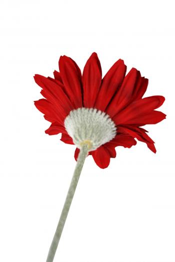 Gerbera Daisy Stem Red Long