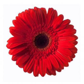 Red Gerbera Flower