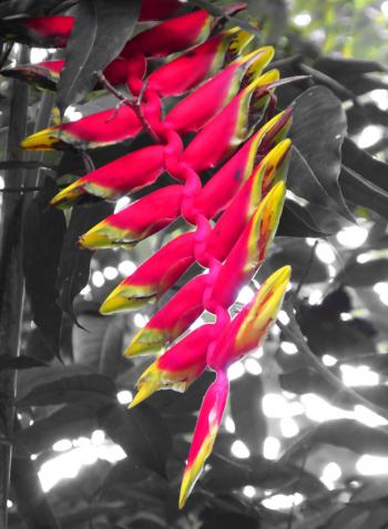 Red Heliconia Flower