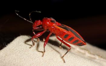 Red Insect by amit0810 on DeviantArt