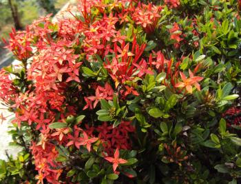 File:Ixora coccinea dwarf red.jpg - Wikimedia Commons