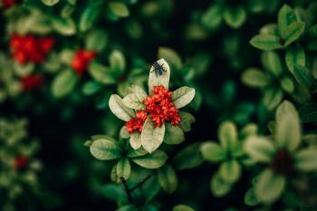 Red Ixora Flowers Closeup Photo