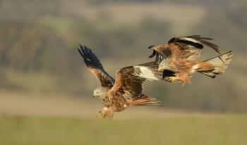 Red Kite Bird Facts | Milvus Milvus - The RSPB