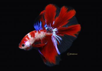 Triple Lucky Red Koi Halfmoon Betta (Released!) - BettaSplendid.com