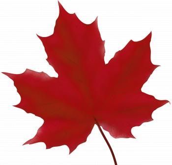 Maple Leaf Red PNG Clip Art Image | Gallery Yopriceville - High ...