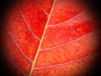 Red Leaf Close-up