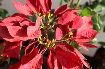 Red Leaves Plant Flower : Public Domain Pictures