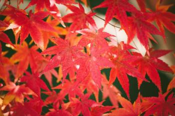 Free picture: red, leaves, summer, tree, garden, branch