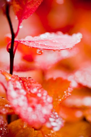 Red Leaf with Droplets