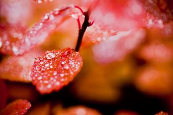 Red Leaves with Droplets