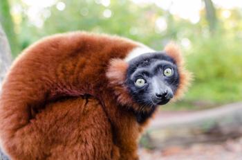 File:Red-ruffed Lemur (15438311688).jpg - Wikimedia Commons