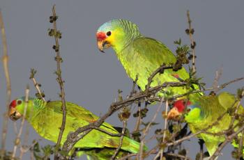 RED-LORED PARROT (2-15-2015) oliviera park, brownsville, cameron co, tx -01