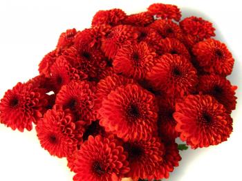 Red Mums | FLOWERS Red & Burgundy | Pinterest | Flowers