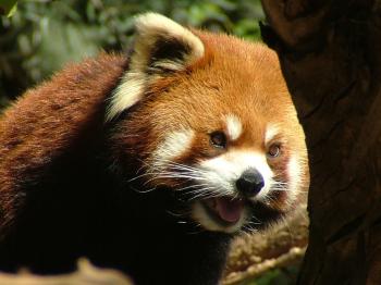 File:Red Panda Simon 01.jpg - Wikimedia Commons
