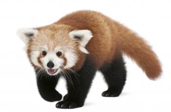 RED PANDA — Steemit