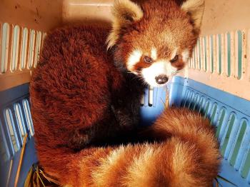 Red pandas rescued in Laos stir fears over exotic pet trade