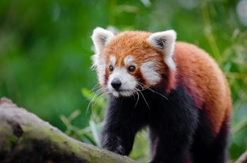Red Panda on Brown Wood