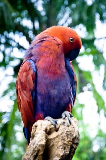 Red Parrot bird
