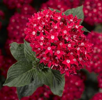 Starcluster™ Red Pentas - Monrovia - Starcluster™ Red Pentas