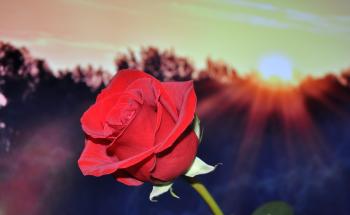 Red Petal Rose during Sunset
