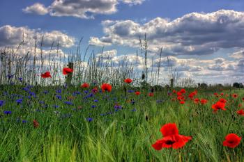 Red Petaled Flowers With Blue Petaled Flowers on a Field during Daytime