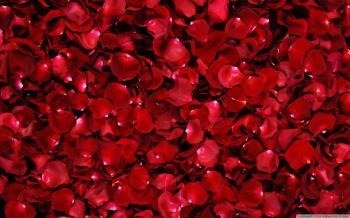 Red Rose Petals ❤ 4K HD Desktop Wallpaper for 4K Ultra HD TV • Dual ...