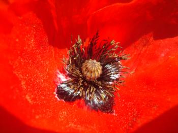 Red poppy close-up