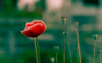 Red Poppy Flower Wet with Dew Drops Stock Photo / ZoomDSLR