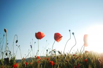 Red poppy meadow