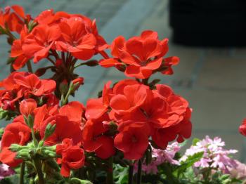 Red potted flowers closeup