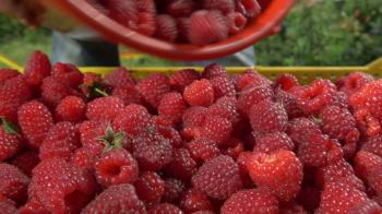 Picker on raspberry plantation pouring ripe red raspberries from ...